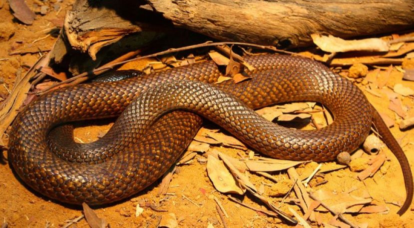 事件因父母一时疏忽孩子的话语，结果追悔莫及。（示意图）