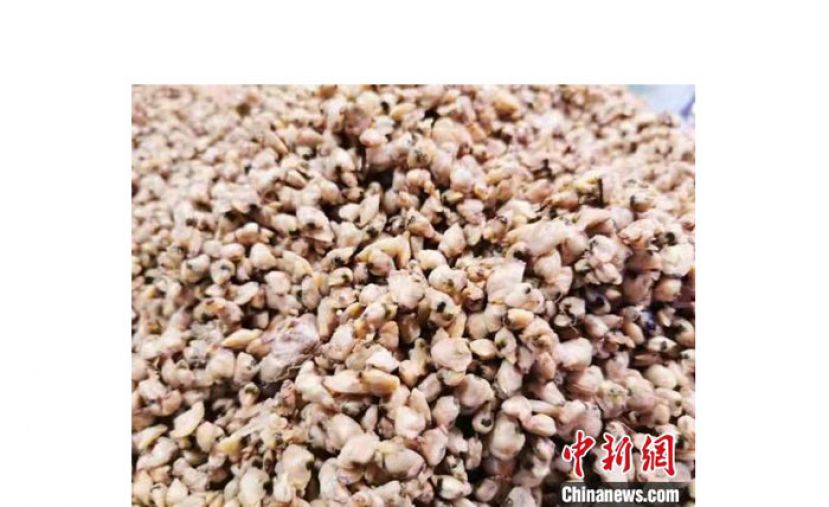粒粒饱满的米蚬肉。