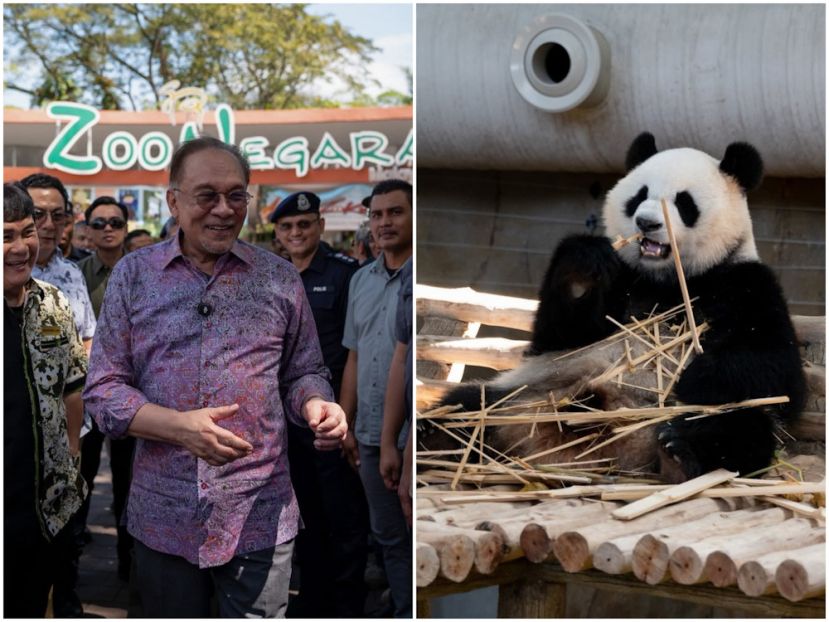 安华宣布政府今年将额外拨款500万令吉予国家动物园的熊猫馆