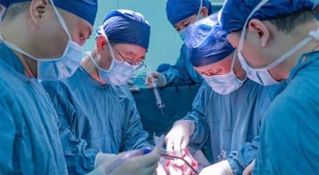 中国完成世界首例，将基因编辑猪肝移置人体。