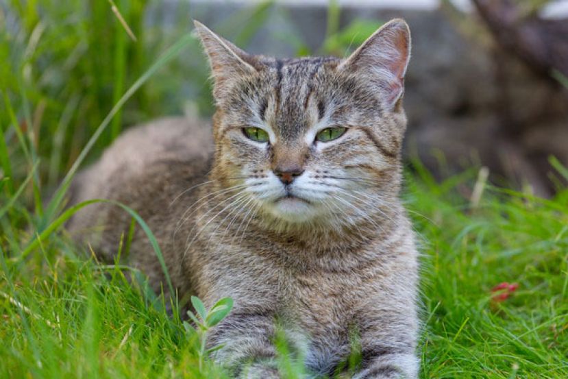 波兰惊传大范围猫咪感染禽流感　世卫：传染人类风险仍低
