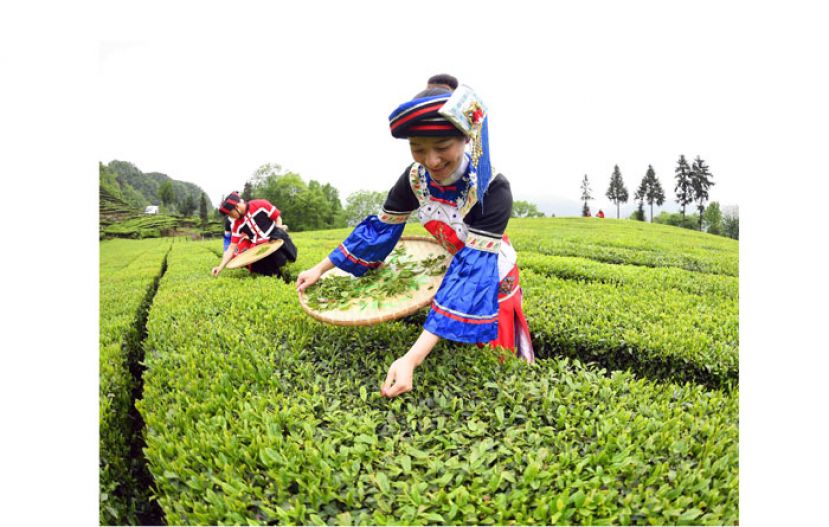 关于茶的那些奇特 &ldquo;别称&rdquo; 你知道多少？