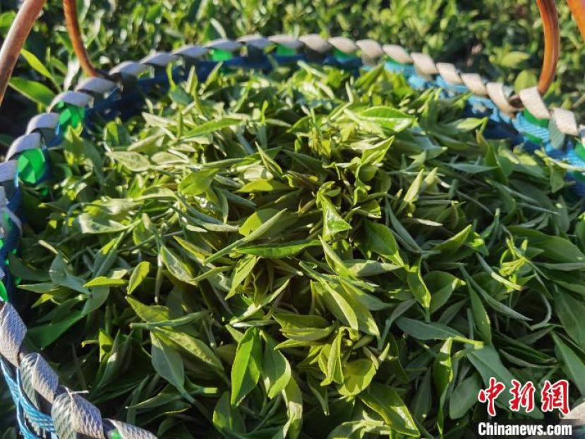 福建福鼎茶人在白露时节新采摘的茶叶青翠欲滴。