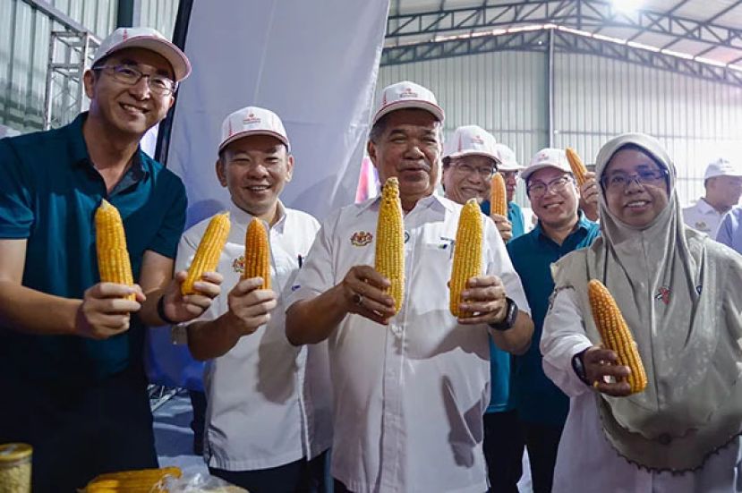 政府要自己种饲料玉米培育出本地玉米品种&ldquo;MZ1&rdquo;和&ldquo;MZ2&rdquo;        放眼明年先供应国内3至4%需求