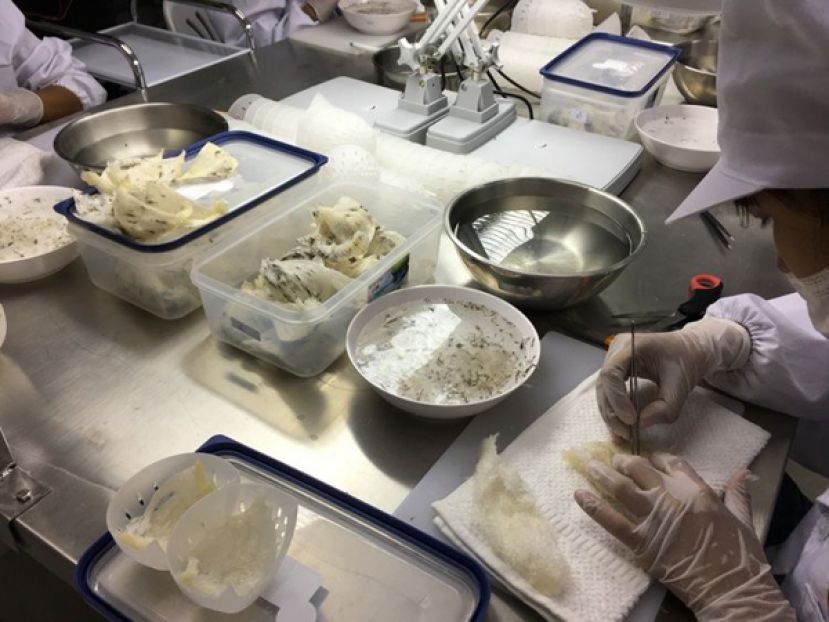 政府允许燕窝产业聘请外劳