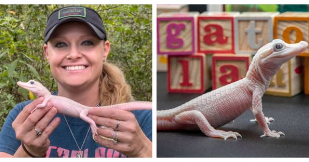 ●超罕见的白变鳄鱼在美国一座鳄鱼公园孵化。