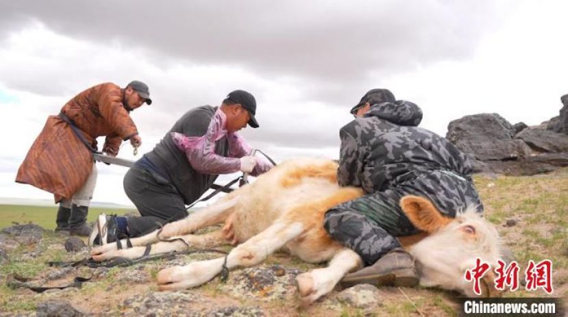 钢苏勒德等人为难产的母牛&ldquo;助产&rdquo;。
