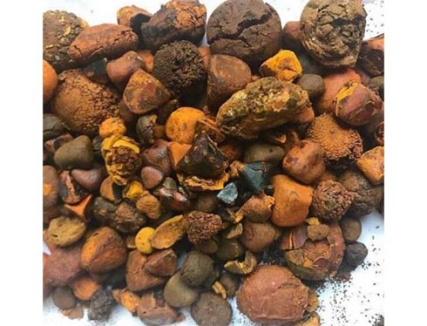 天然牛黄（图）售价比黄金还贵。