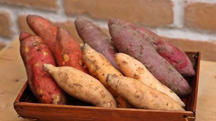 蕃薯全身是宝　蒸熟后这样吃还能增肌减脂