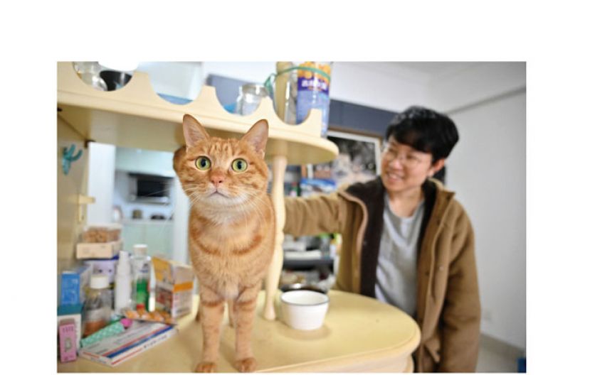 今年1月26日，广西南宁一小区内，&ldquo;伴宠官&rdquo;莫丽珊与猫咪互动。