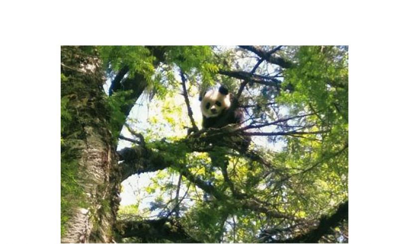 硗碛村民偶遇拍下的野生大熊猫。
