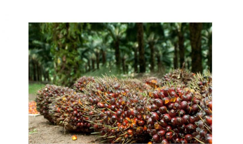 法迪拉：我国种植原产业　首三季出口额达1606亿