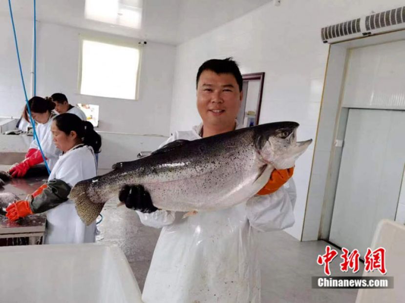 这里的三文鱼远销全国。 