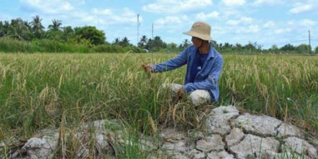 干旱加剧海水倒灌 越南农渔业面临数十亿美元损失。