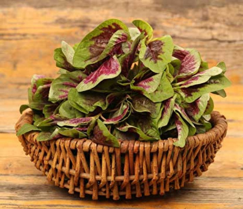 红苋菜是含铁蔬菜冠军 加2类食物补铁效果更好