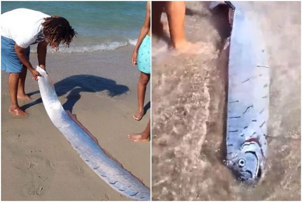 ●多明尼加北部海滩出现俗称地震鱼的皇带鱼。