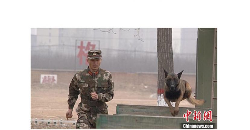 警犬班班长侯朋正在和他的警犬&ldquo;C罗&rdquo;进行课目训练。
