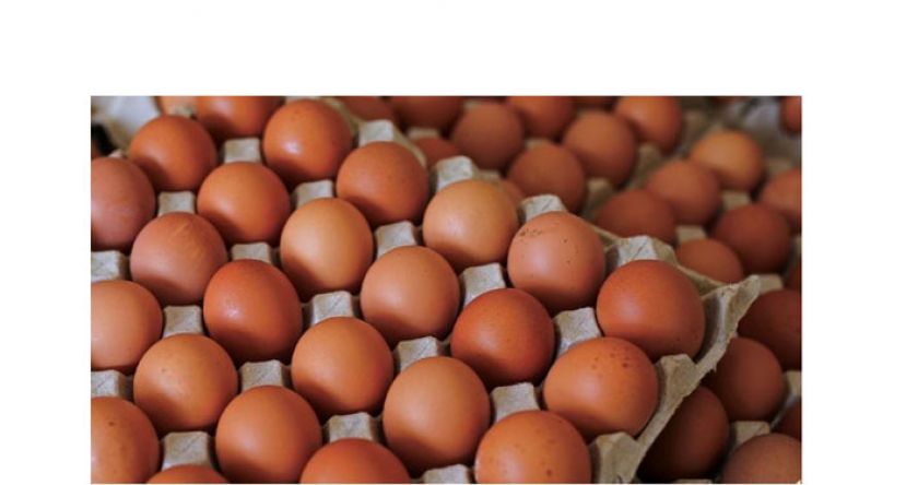 首批印度鸡蛋空运抵马　检疫证实符合标准