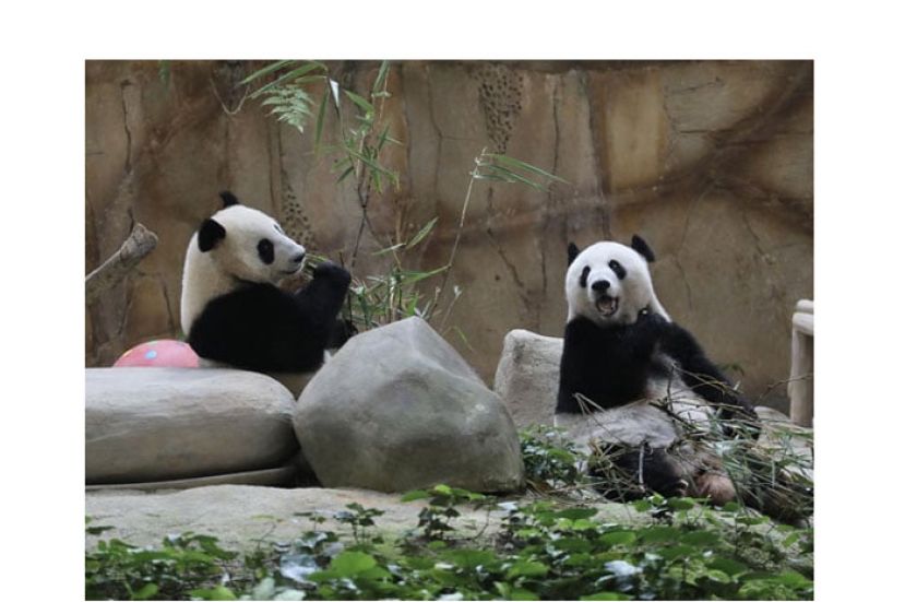 中国疫情升温　小熊猫谊谊、升谊展延回国