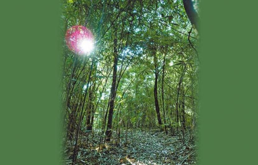 秀英竹，香港特有种，以植物学家胡秀英博士的名字命名。