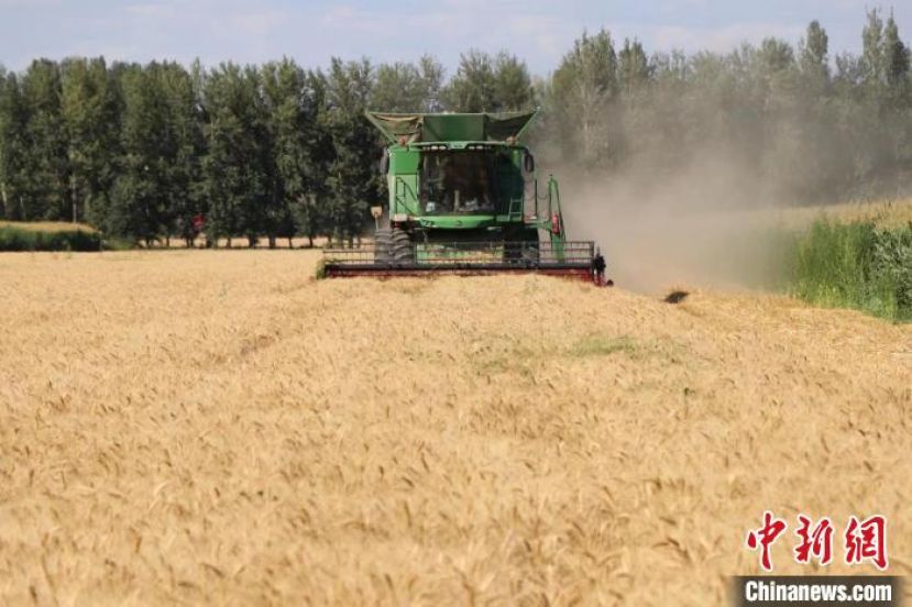 收割机正在麦田中作业。