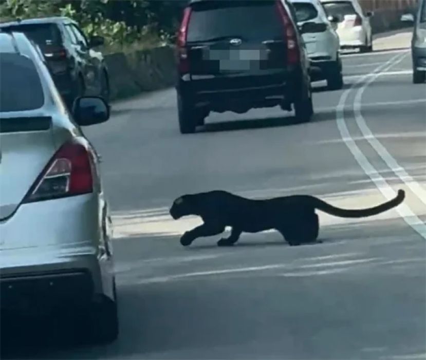 黑豹走出森林遭车撞伤后逃离道路