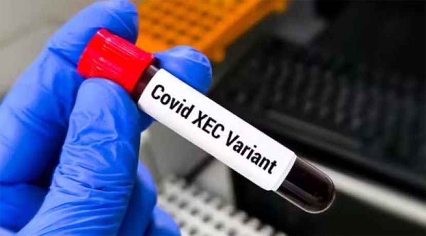 冠病变种XEC，蔓延至澳洲。