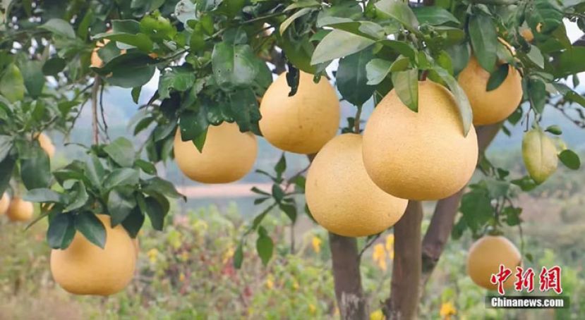成熟的马家柚。