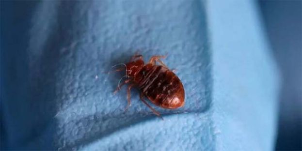 法英韩国爆发臭虫危机。