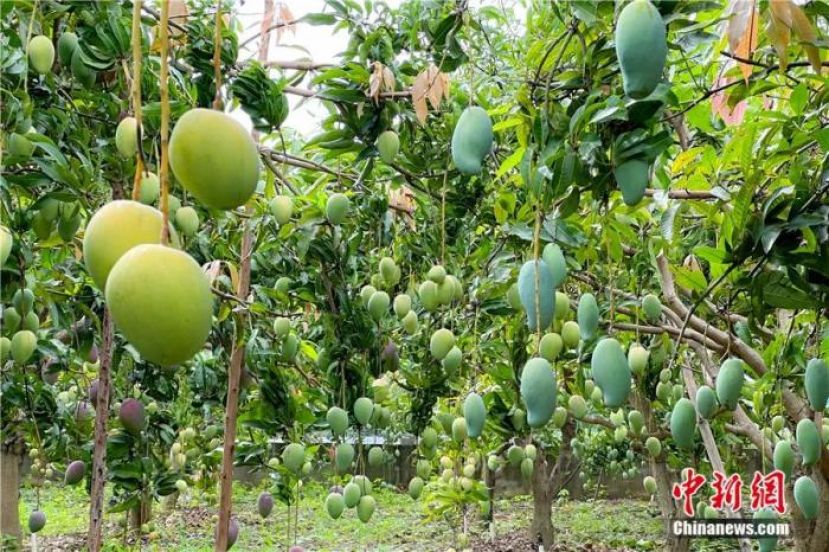 广西百色市田东县一芒果园内，芒果缀满枝头。