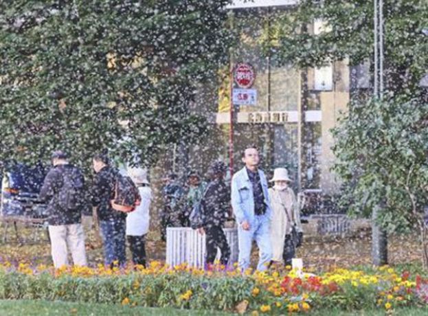 雪虫暴增10倍　异常入侵札幌市区