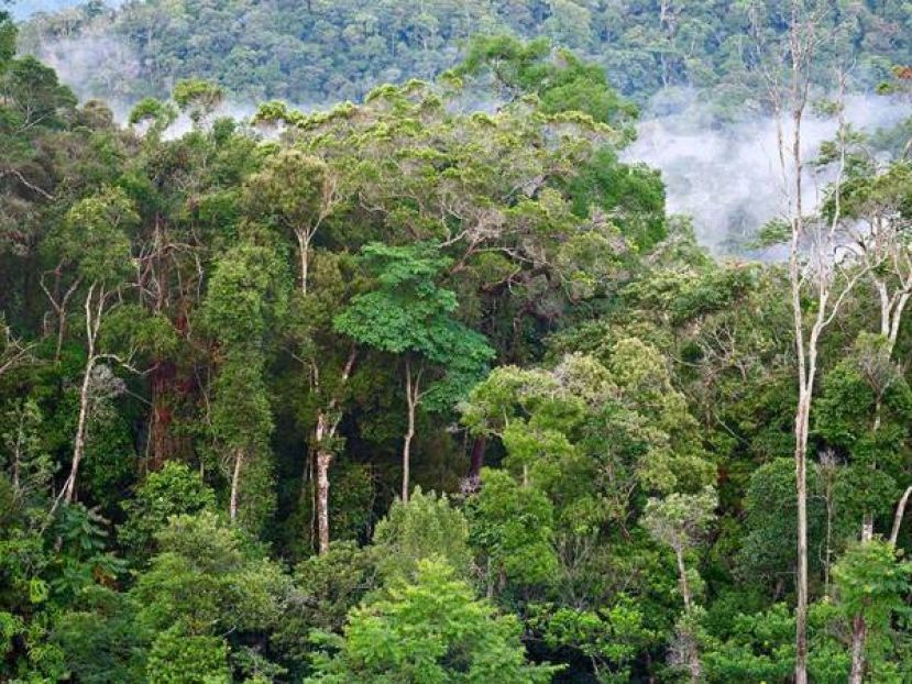 截至今年4月砂拉越已种植了3400万棵树 乃全马植树贡献最大的地区
