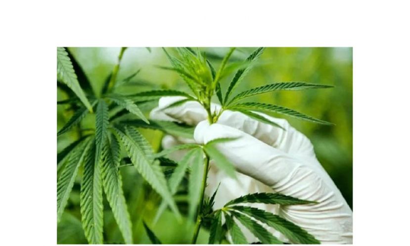 卫生部展开大麻医疗研究　副卫长：不排除作医药用途