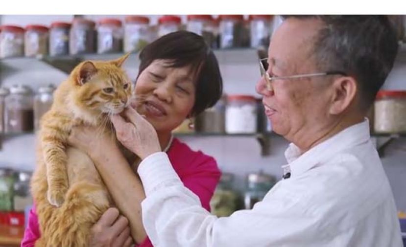 连医师和太太十多年来都有照顾街猫，为街猫寻家，中医店也是街猫的中途之家。