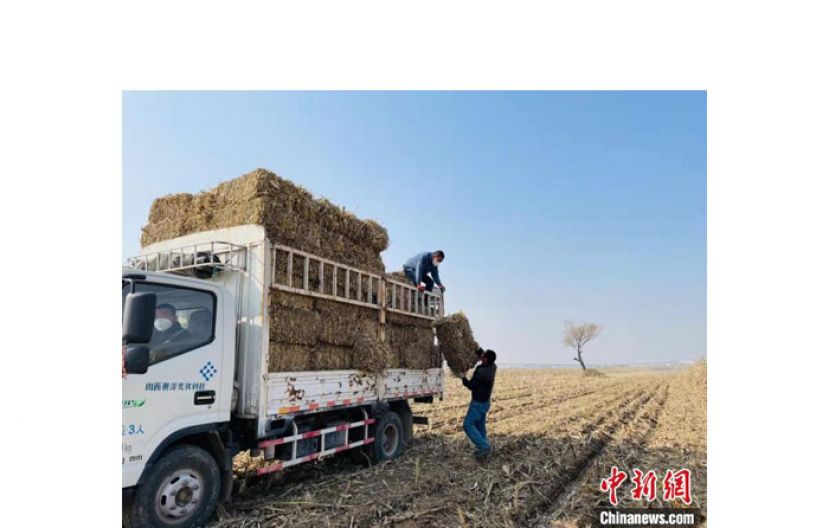 压实、打捆后的秸秆错落排放在田间，成了丰收后的新景观。