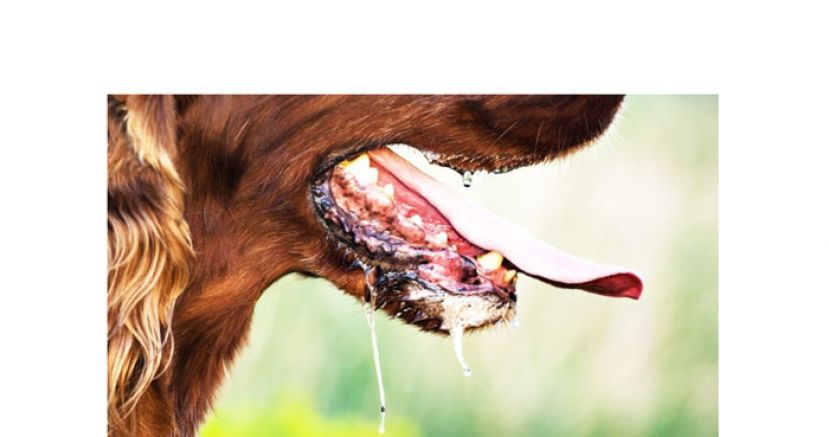 砂动物狂犬病激增　本周10宗确诊阳性病例