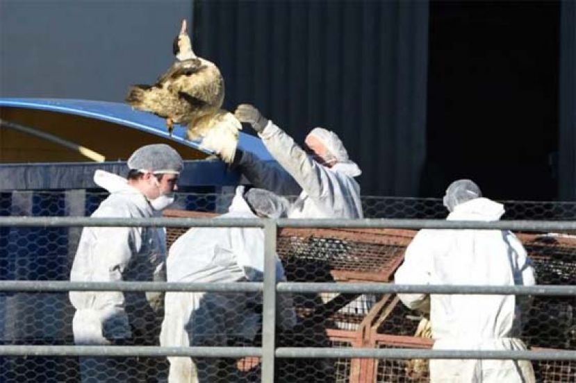 欧洲暴发最大规模禽流感，37国近5千万禽类被扑杀。