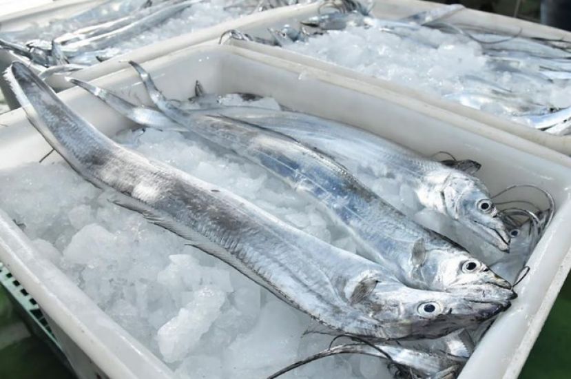 中国宣布自周三起恢复台湾冰鲜白带鱼、冻竹荚鱼输入。