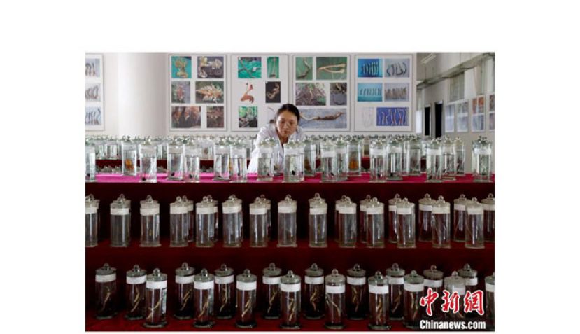云百草实验室博士研究生正在观察新采集的虫草。