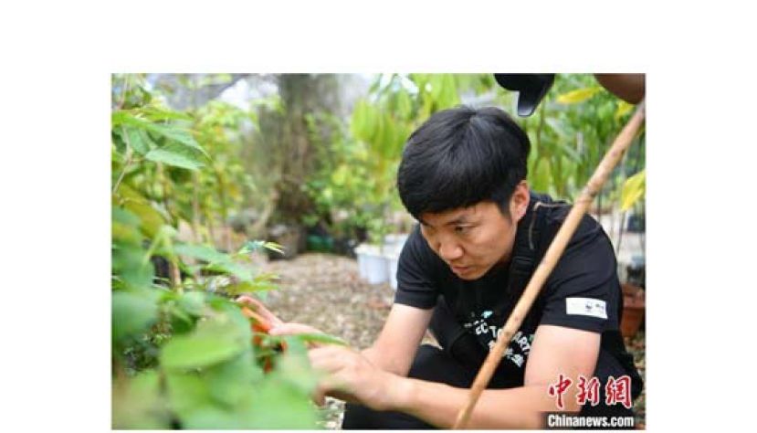 刘光裕用手机记录植物。