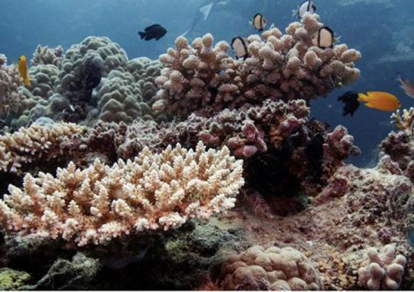 澳洲反对将大堡礁单独列入世界濒危遗产名录