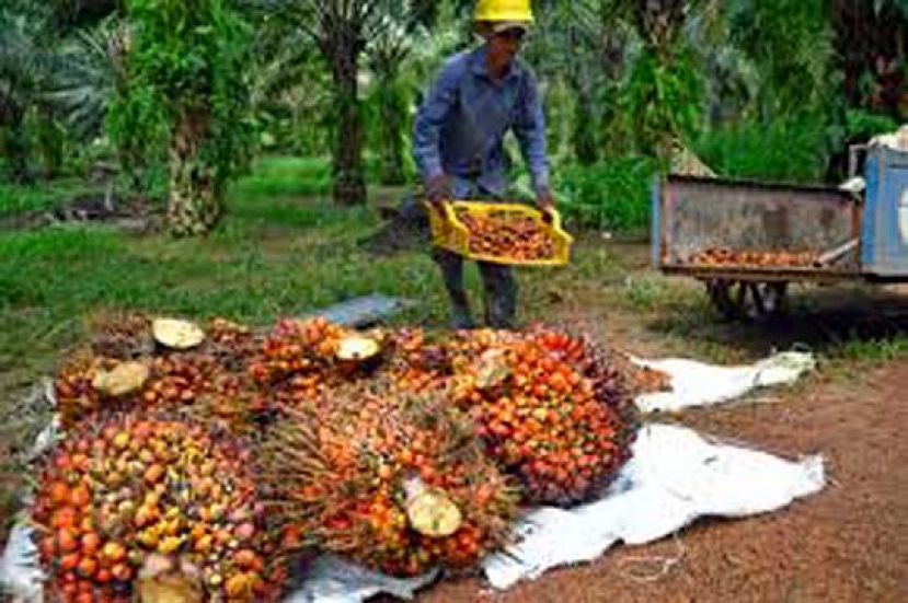 郭素沁建议  暴利税用于发展油棕业