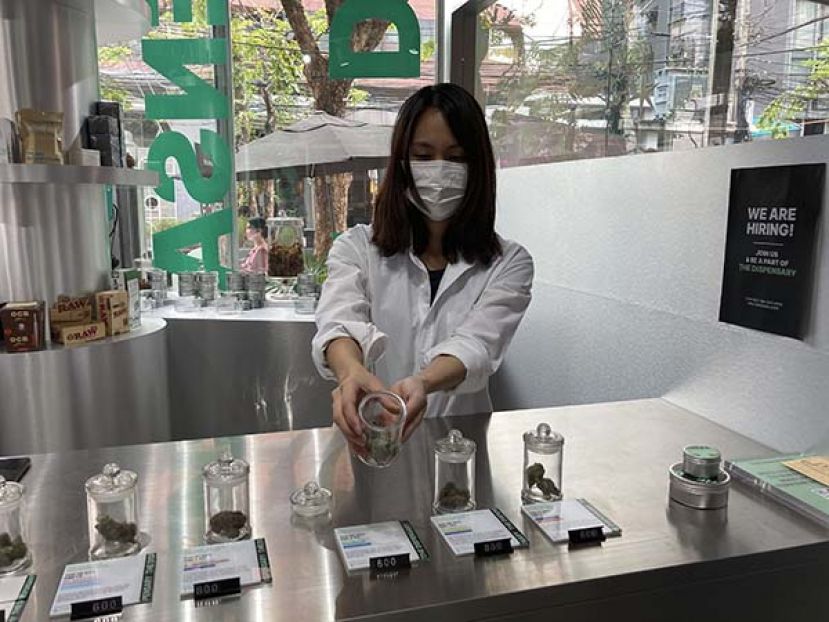●泰国曼谷某药房的女销售员正在展示大麻品种。
