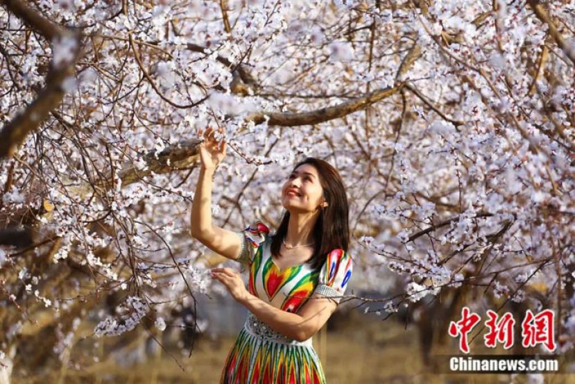 万亩杏花娇艳绽放，吸引了众多游客前来赏花踏青。