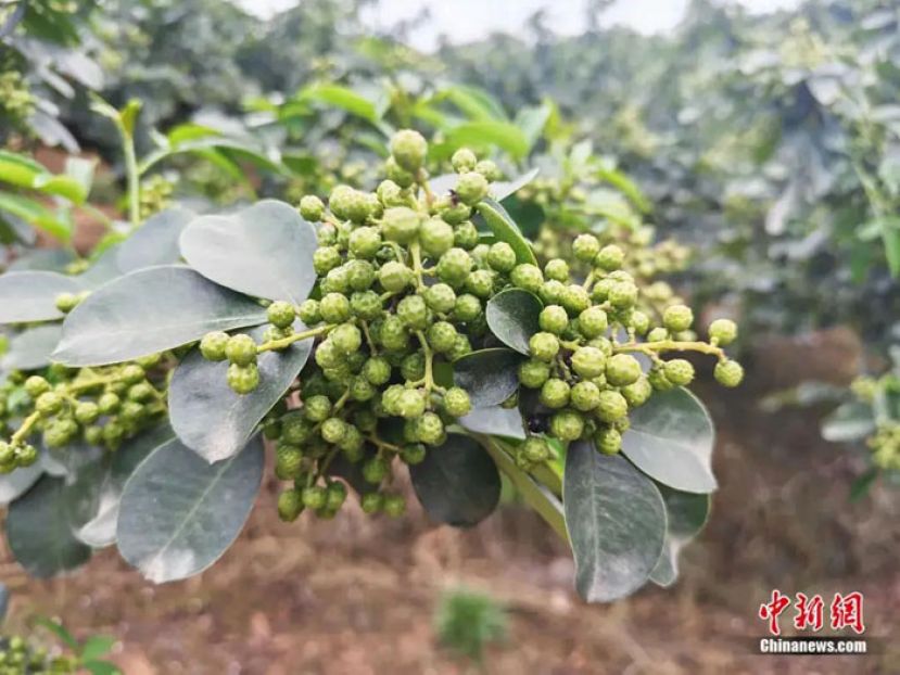 洪雅藤椒。
