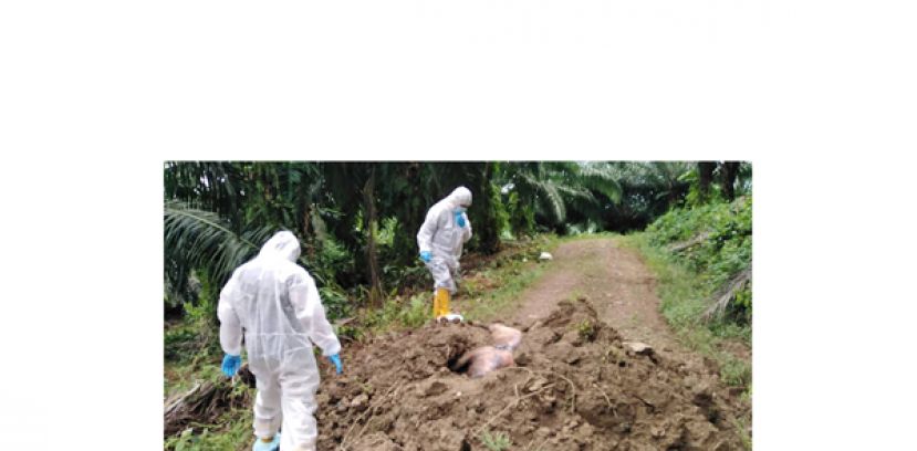 登州兽医局证实甘马挽暴发非洲猪瘟