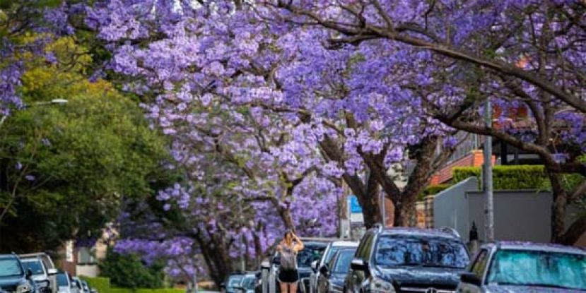 新冠病毒卷土再来，澳洲当局劝民众戴口罩。