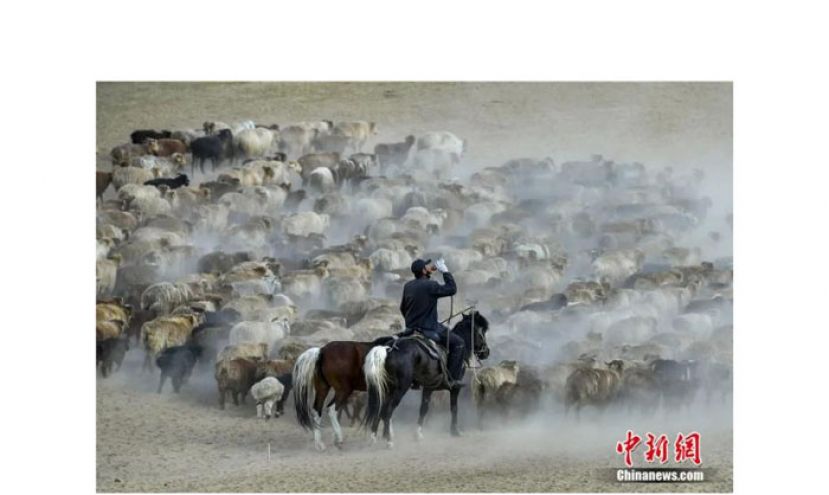 新疆阿勒泰地区百万牲畜大转场。
