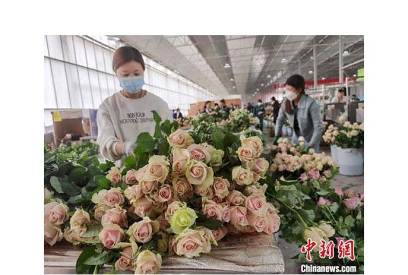 4月底，兰州新区现代农业示范园花卉产业基地，忙碌的鲜切花生产流水线。