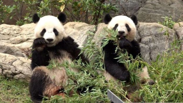 旅日大熊猫“晓晓”和“蕾蕾”。
